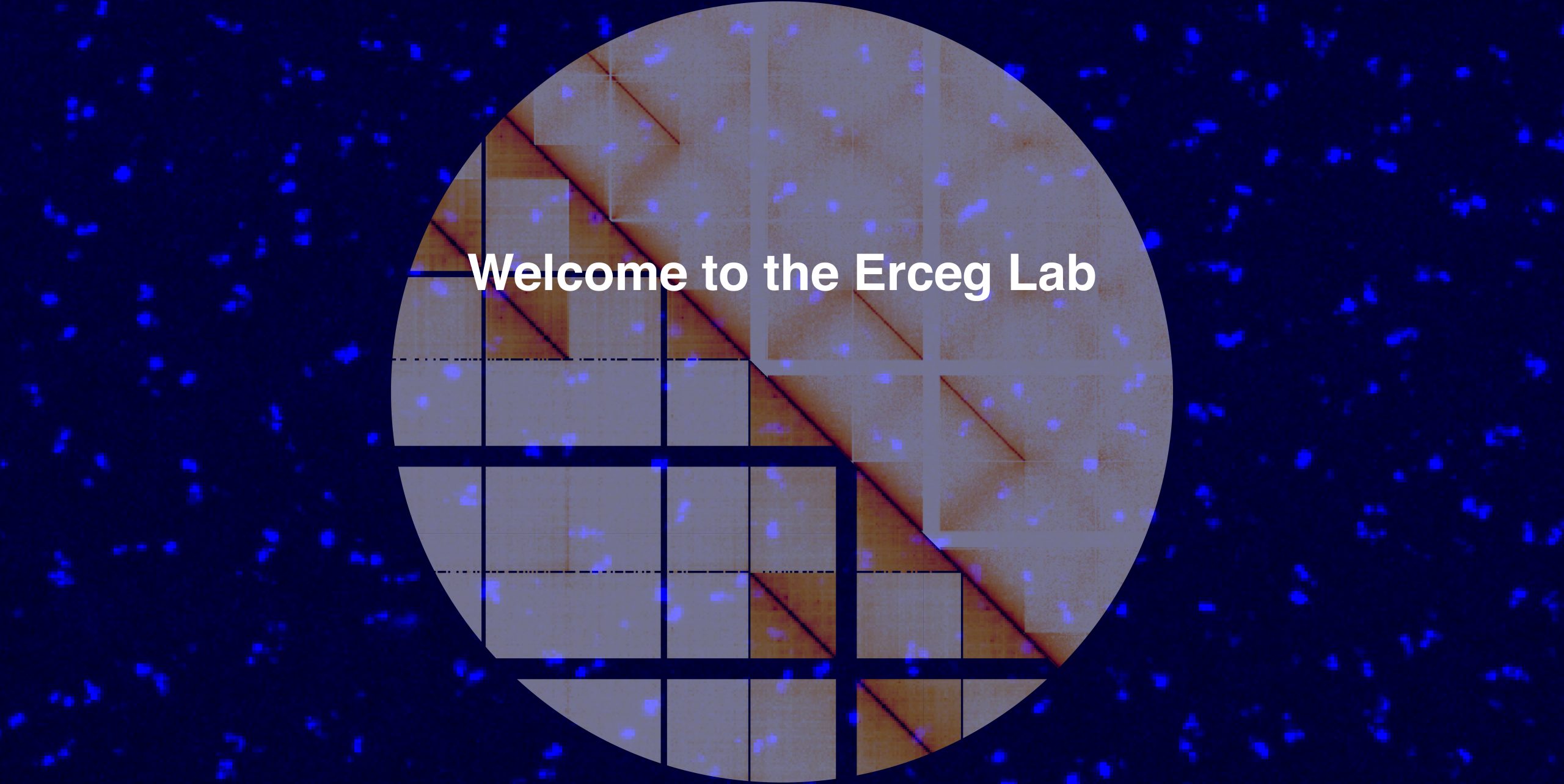 Welcome to the Erceg Lab
